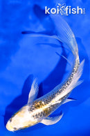 5" GINRIN KUJAKU BUTTERFLY