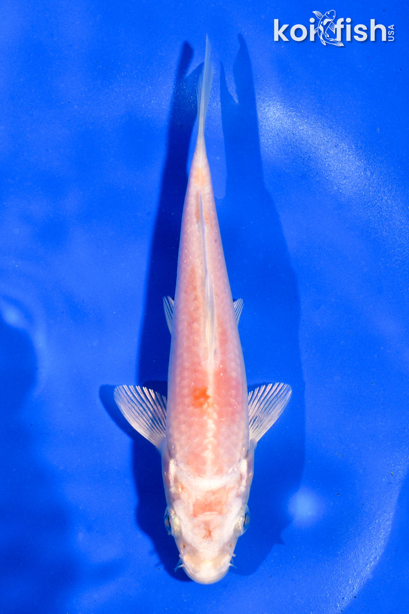 5" HARIWAKE