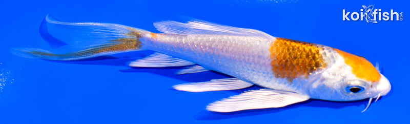 5.25" YAMATO NISHIKI BUTTERFLY