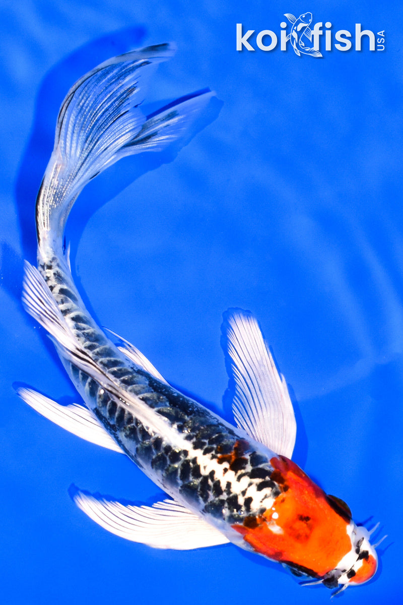 6.75" BENI KIKOKURYU BUTTERFLY