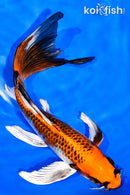 7.5" KUJAKU BUTTERFLY