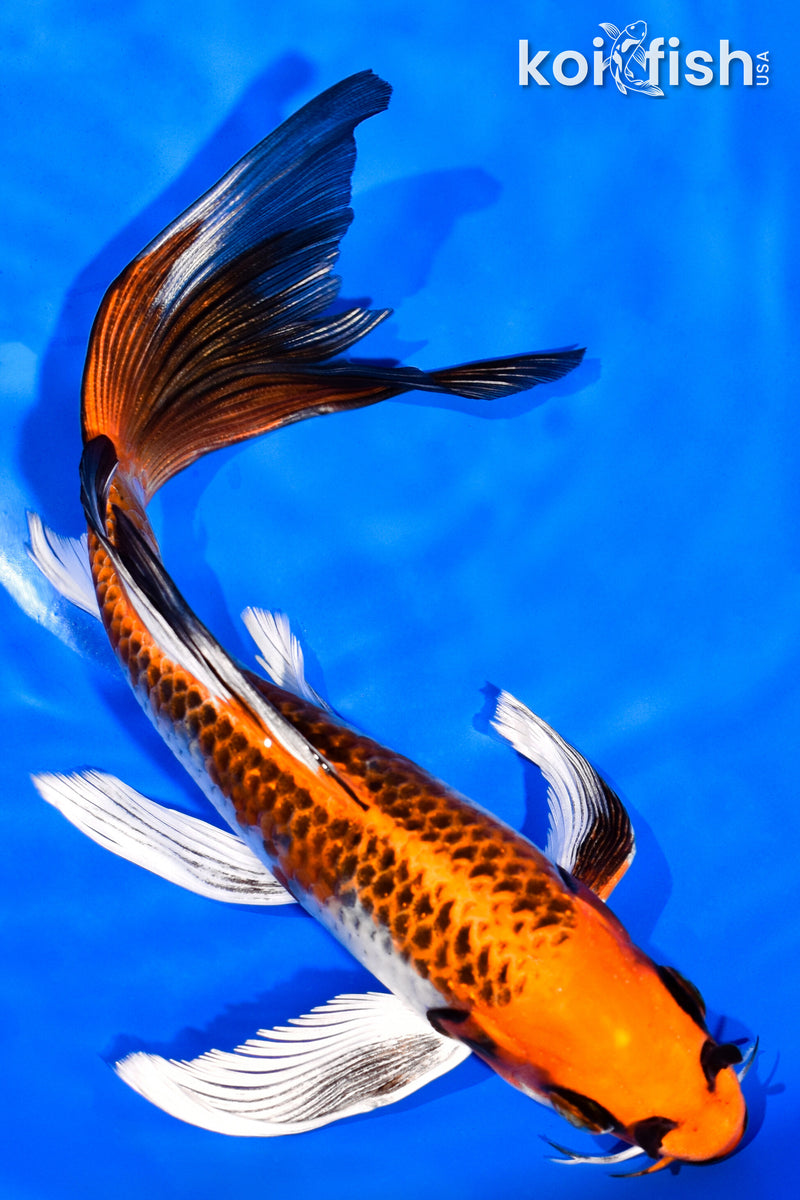 7.5" KUJAKU BUTTERFLY