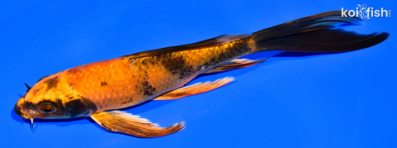 7" KIN HI UTSURI BUTTERFLY