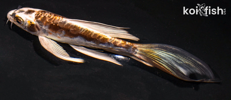 6" ARAGOKE KIN KIKOKURYU BUTTERFLY