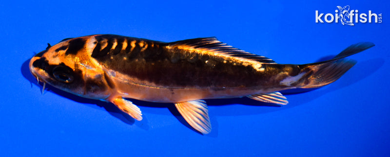 5" BENI KIKOKURYU