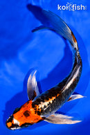 7.25" ARAGOKE BENI KIKOKURYU BUTTERFLY