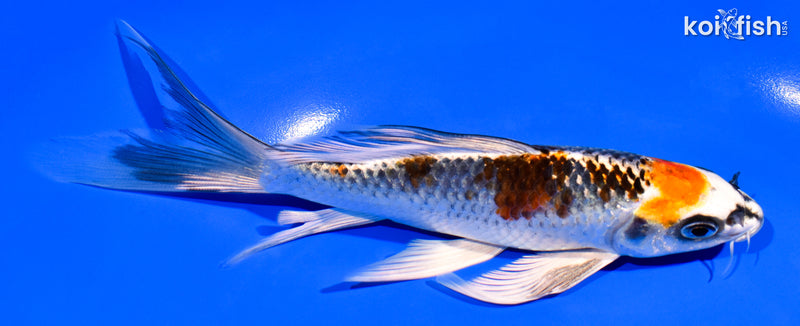 6.5" BENI GINGA BUTTERFLY