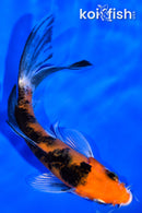 5" YAMATO NISHIKI BUTTERFLY