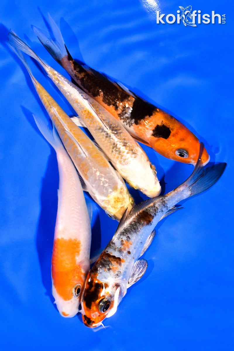 PACK OF (5) 3-4" MIXED STANDARD KOI
