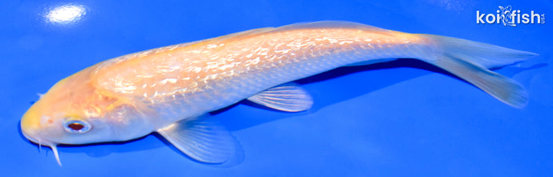 7.25" GINRIN KIGOI