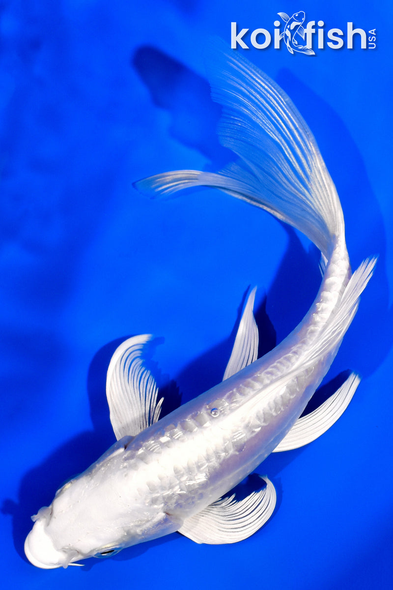 6.5" GINRIN DOITSU PLATINUM OGON BUTTERFLY