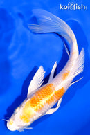 7.25" LEMON HARIWAKE BUTTERFLY