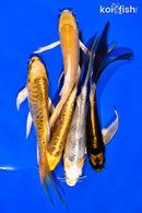 PACK OF (5) 5-6" BUTTERFLY KOI