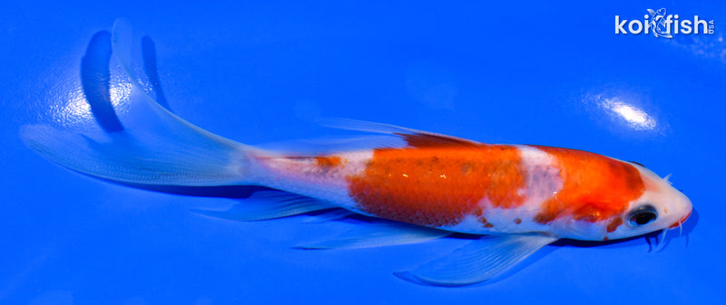 5.5" KUCHIBENI SANKE BUTTERFLY