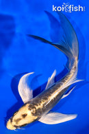 7.5" KIN KIKOKURYU BUTTERFLY