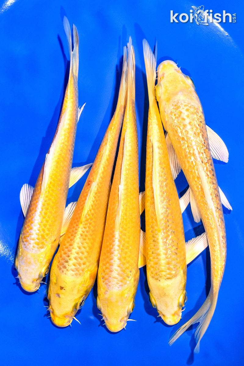 PACK OF (5) 5-6" STANDARD KOI