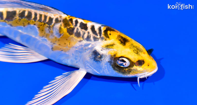 5.25" DOITSU KUJAKU BUTTERFLY