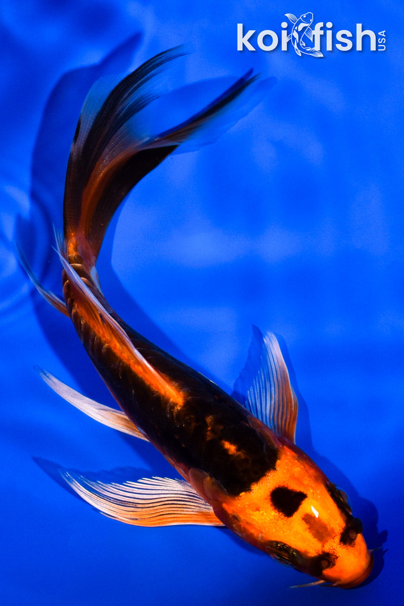 5" ARAGOKE BENI KIKOKURYU BUTTERFLY