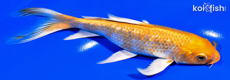 7.25" GINRIN HARIWAKE BUTTERFLY