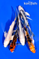 PACK OF (5) 4-5" BUTTERFLY KOI