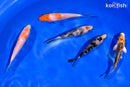 PACK OF (5) 4-4.5" STANDARD KOI