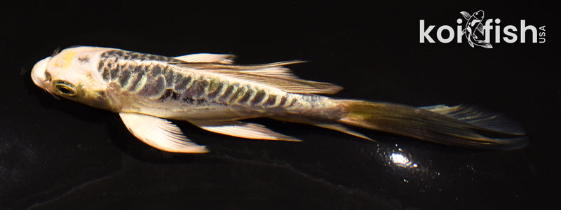 5" ARAGOKE KIN KIKOKURYU BUTTERFLY