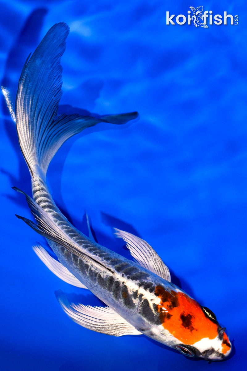 6.5" ARAGOKE BENI KIKOKURYU BUTTERFLY