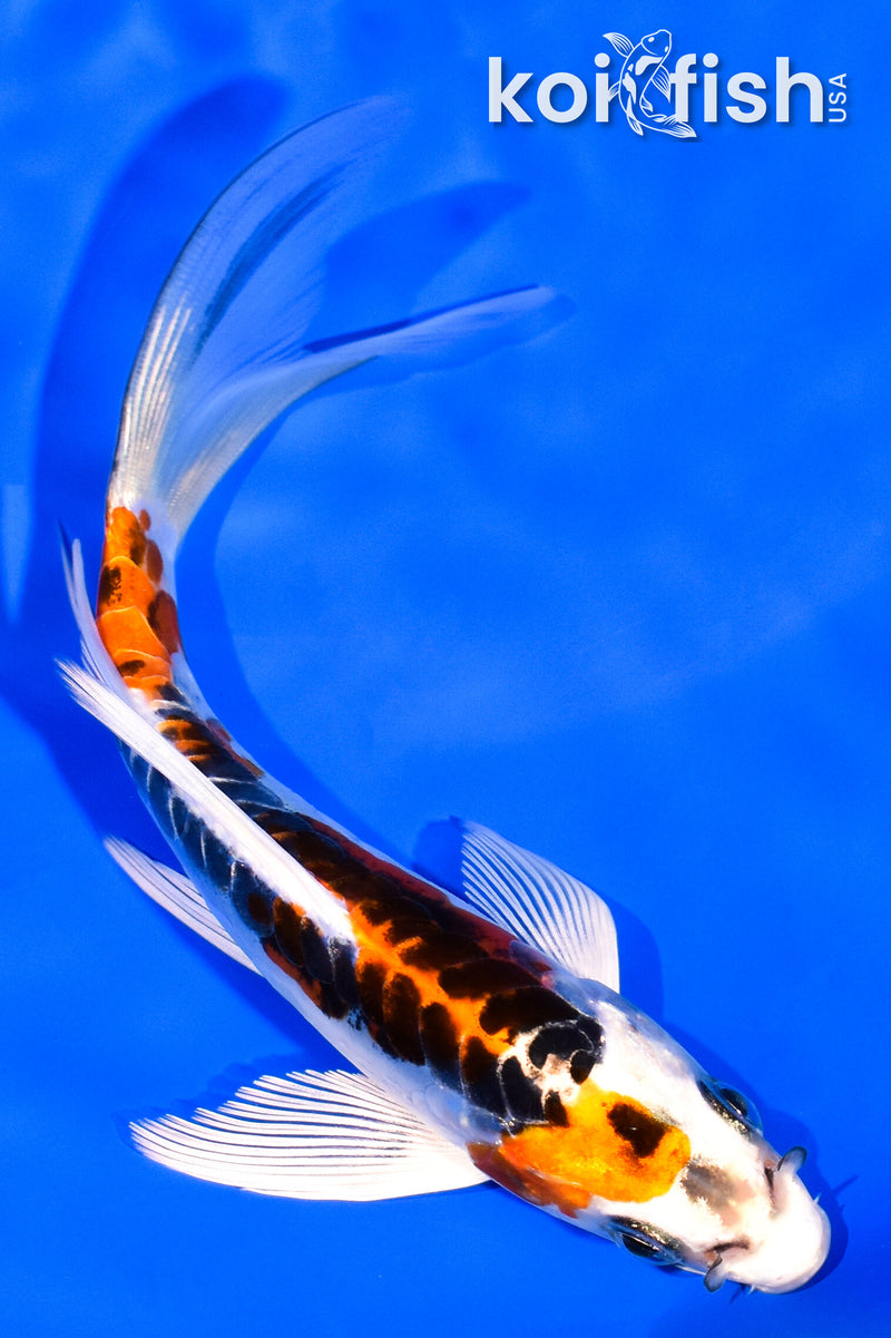 5.5" DOITSU KUJAKU BUTTERFLY