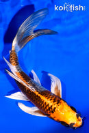 6.5" KUJAKU BUTTERFLY