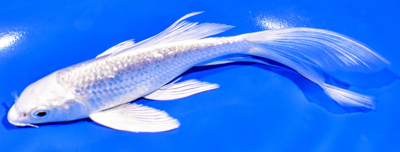 5.75" GINRIN PLATINUM OGON BUTTERFLY