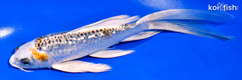 7.25" GINRIN KUJAKU BUTTERFLY