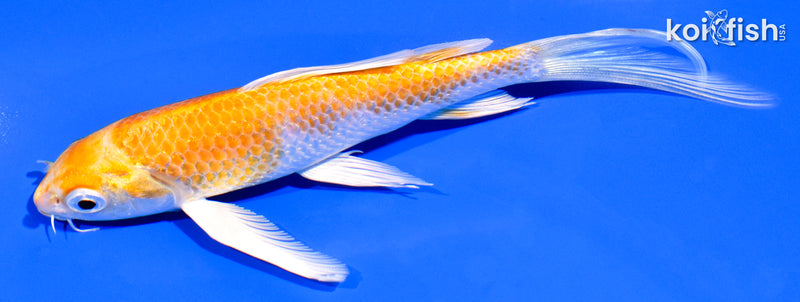 5.5" HARIWAKE BUTTERFLY