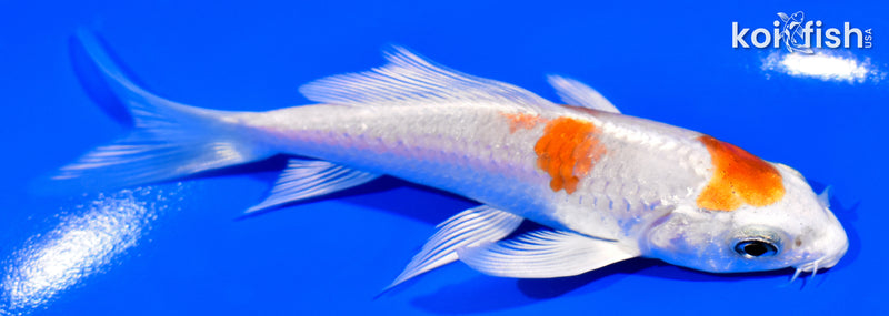 4.25" HARIWAKE BUTTERFLY