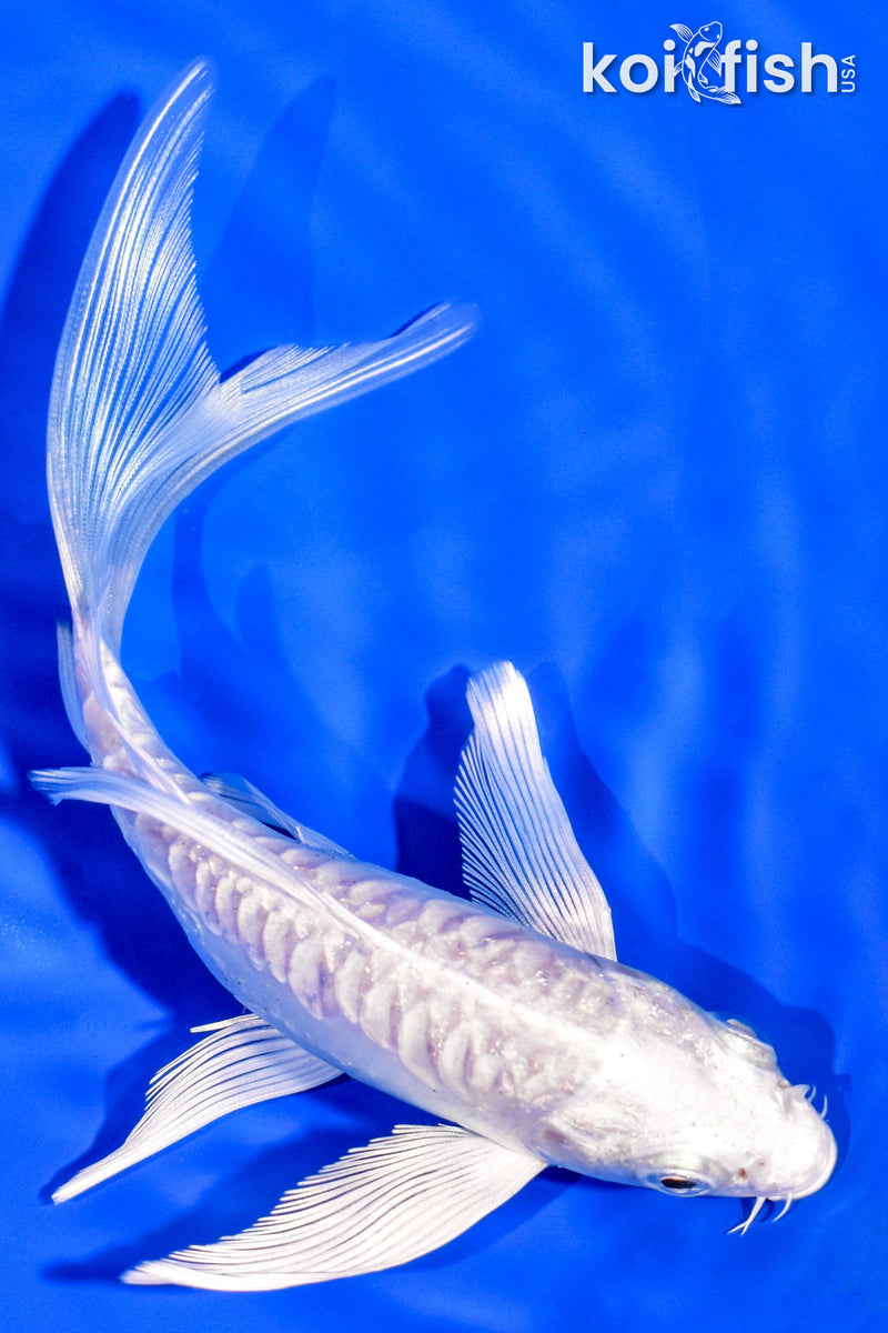 6.25" DOITSU PLATINUM OGON BUTTERFLY