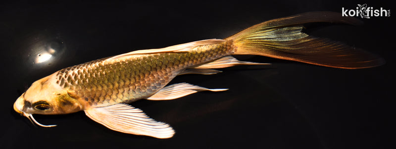 7.5" KI MATSUBA BUTTERFLY