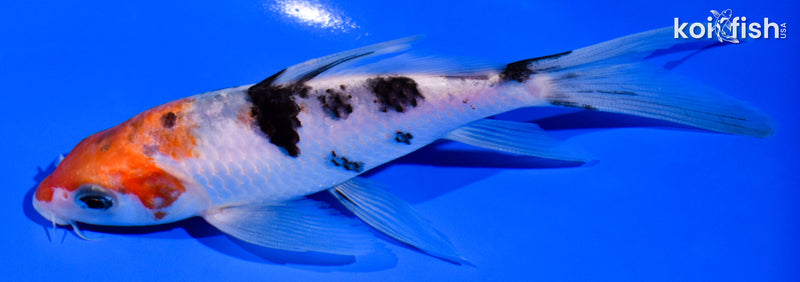 5.5" SANKE BUTTERFLY