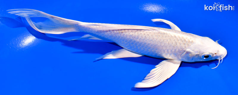 7.25" PLATINUM OGON BUTTERFLY