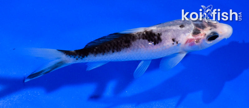 4" MATSUKAWABAKE