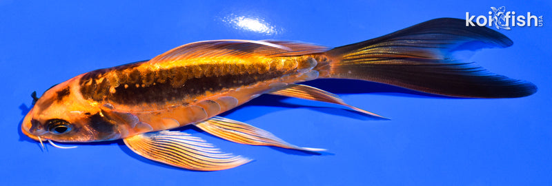 6" BENI KIKOKURYU BUTTERFLY