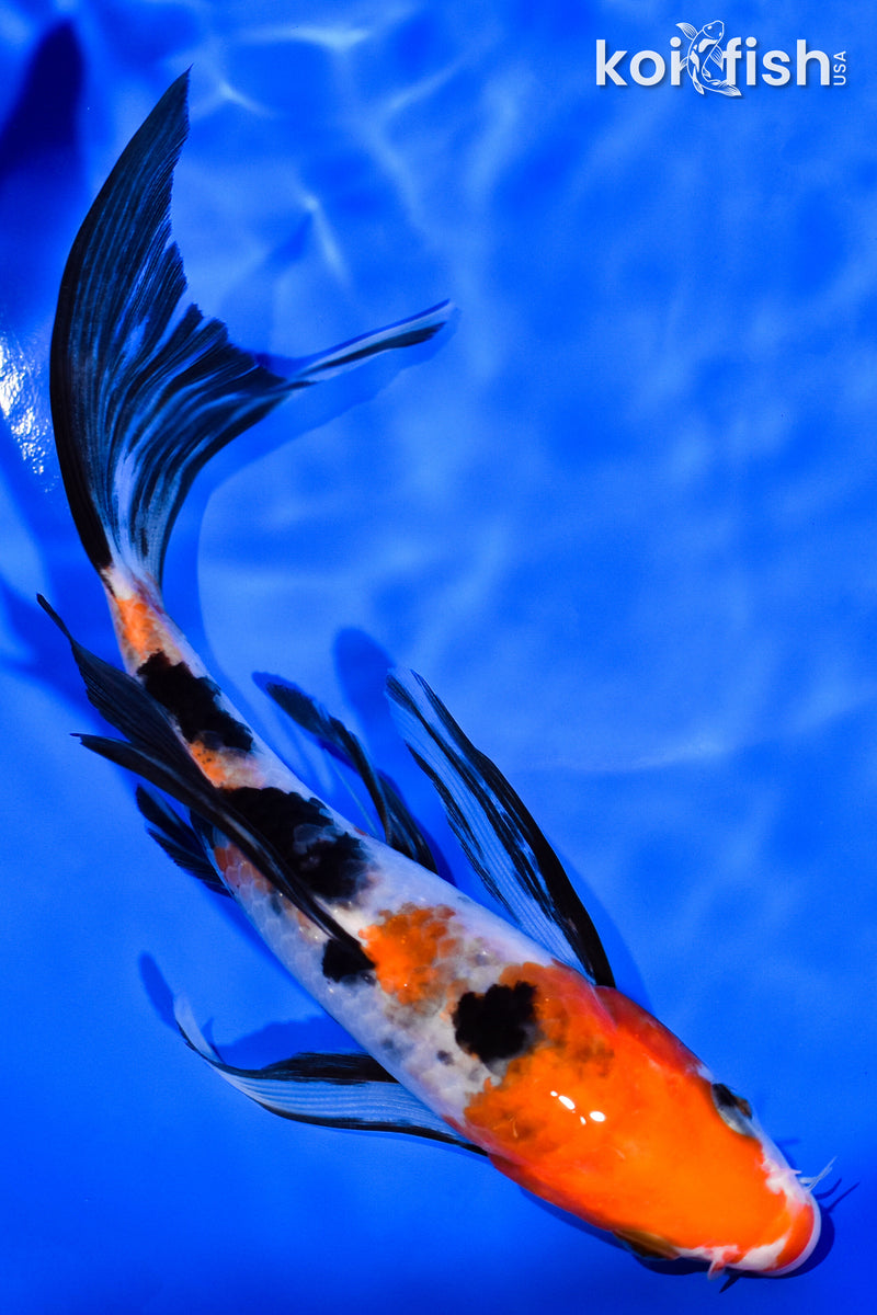 6.5" SANKE BUTTERFLY