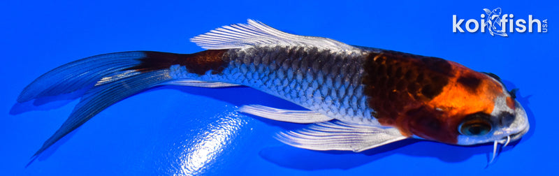 4.25" KUJAKU BUTTERFLY