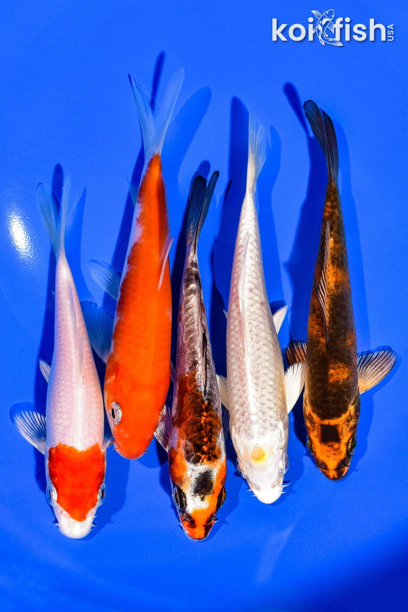 PACK OF (5) 4-5" STANDARD KOI