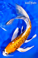 7.75" ARAGOKE BENI KIKOKURYU BUTTERFLY