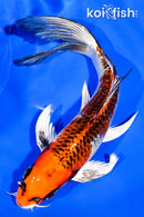 7.5" KUJAKU BUTTERFLY