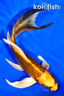 5.75" ORENJI MATSUBA BUTTERFLY