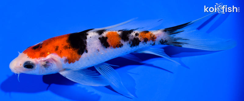 5.5" SANKE BUTTERFLY