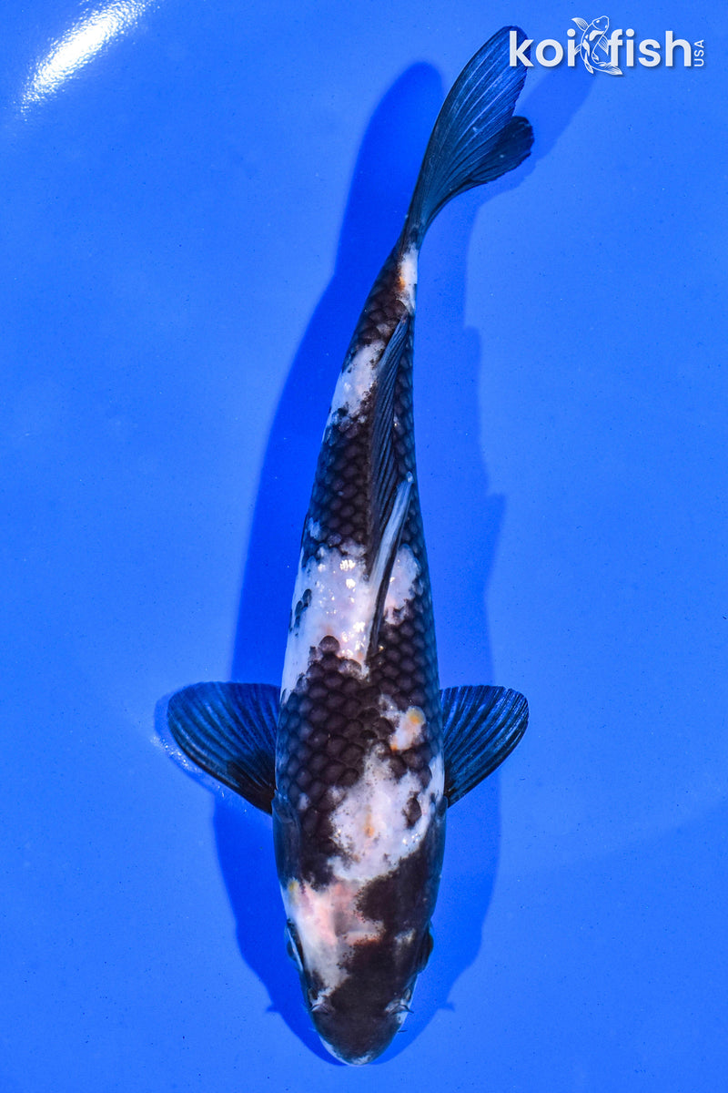 6.5" SHIRO UTSURI