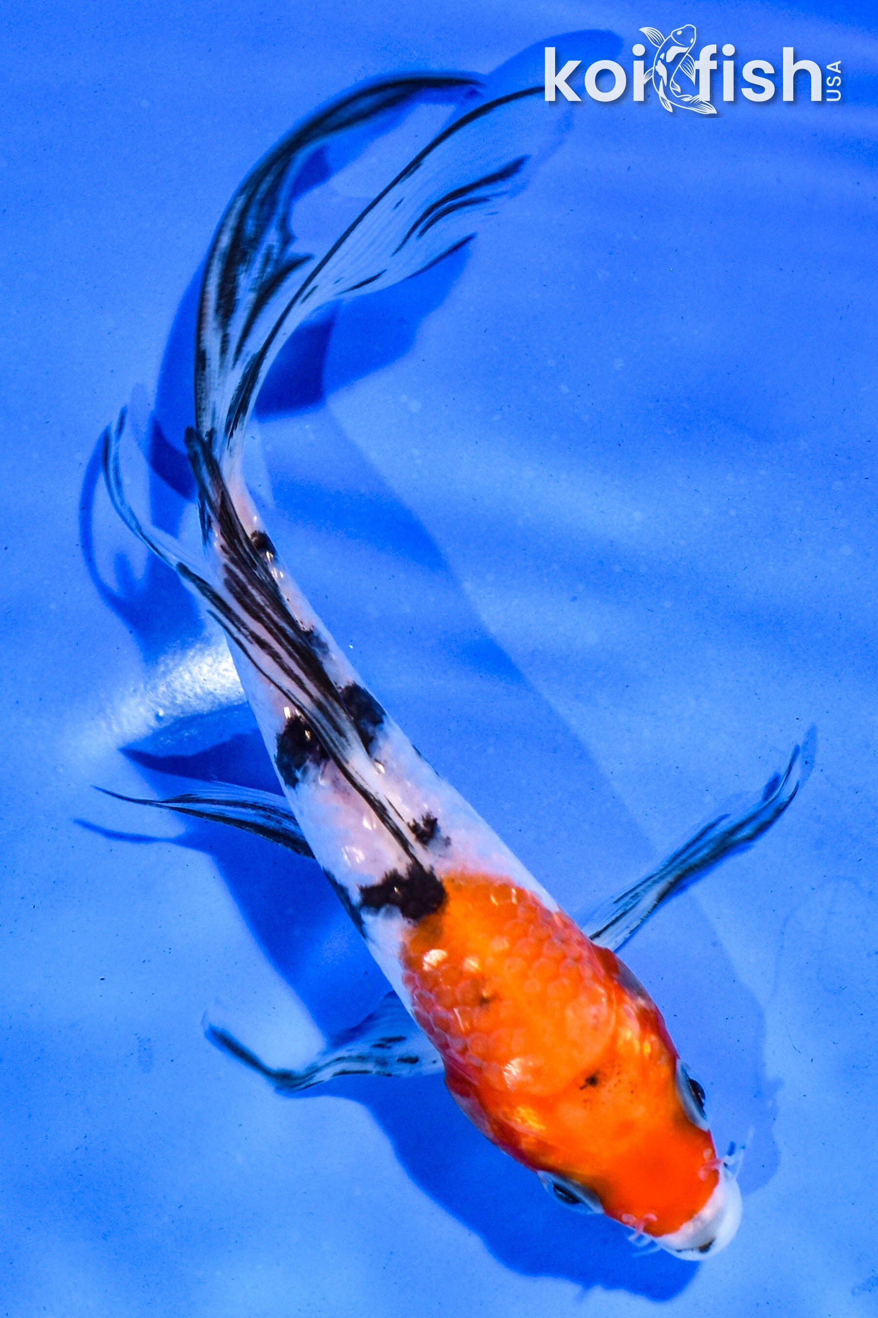 Sanke Koi for Sale | Buy Sanke Koi Online | Koi Fish USA