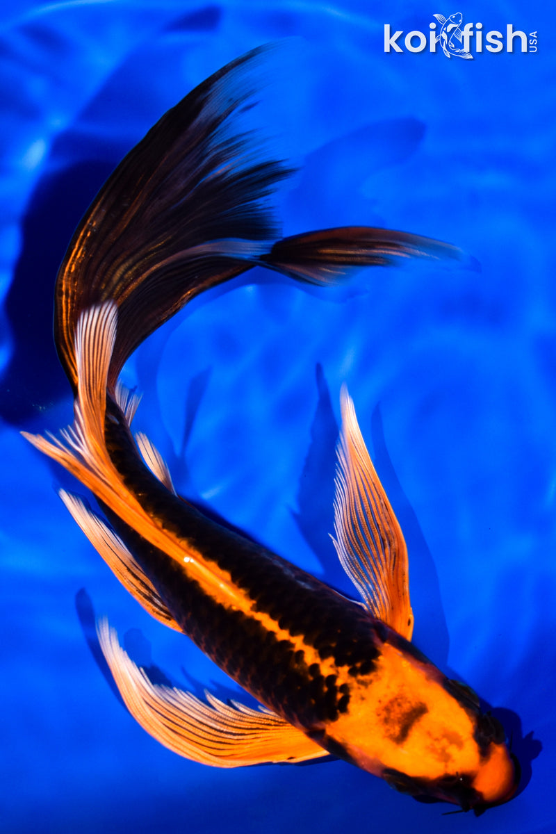 8.25" ORENJI MATSUBA BUTTERFLY