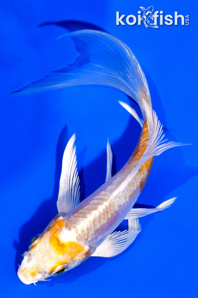 4.5" DOITSU HARIWAKE BUTTERFLY